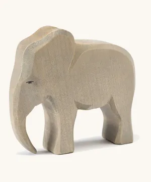 Ostheimer Elephant Male